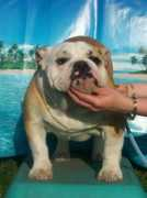 keziabulldogs.co.uk Kezias