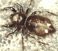 salticidae.org Kgph