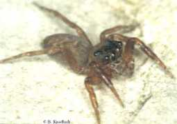 salticidae.org Kgph