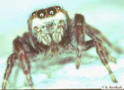 salticidae.org Kgph
