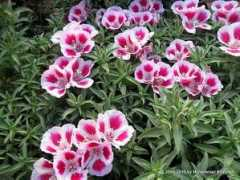 thelovelyplants.com Khabbab