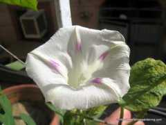 thelovelyplants.com Khabbab