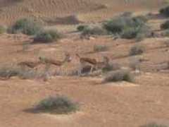 Khafaga