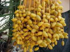 Khalal