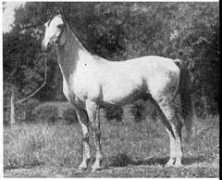 Khaleb