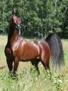 geminiranch.com Khalendar