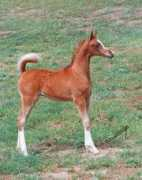 sparklecreek.com Khalendar