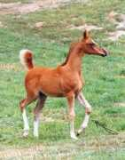 sparklecreek.com Khalendar