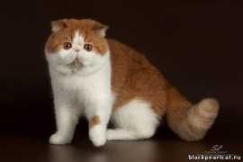 blackpearlcat.narod.ru Khalikova