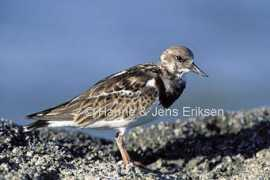 birdsoman.com Khaluf
