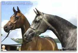 arabianlines.com Khamille