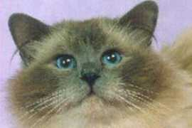birmans.biz Khamun