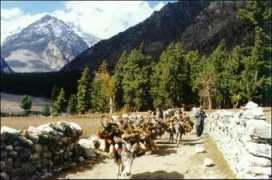 bioenergylists.org Khaney