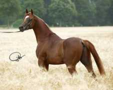 authentic-egyptian-arabians.de Kharazi