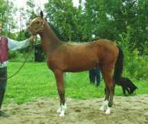 golden-horses.net Kharisma