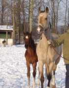 golden-horses.net Kharisma