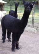 nealpacas.com Kharli