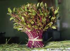 Khat
