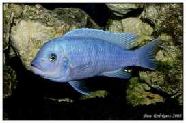 cichlids.com Khatale
