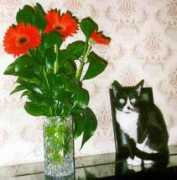 citycat.ru Khatiashvili