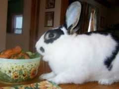 cuteoverload.com Khave
