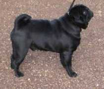 dogzonline.com.au Kheireddin