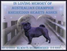 dogzonline.com.au Kheireddin