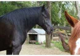 horsechannel.com Kheiron