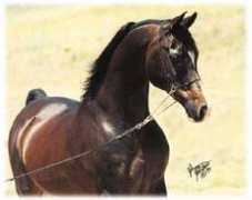 dressage.com Khemo