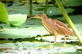 tailo.fhl.net Khiah