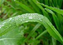 tribuneindia.com Khichar