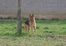 Khina