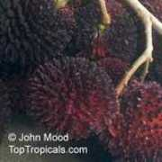 toptropicals.com Khonsan