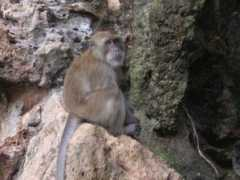 wn.com Khorani