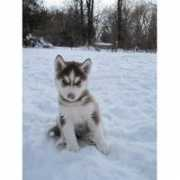 freedoglistings.com Kianas