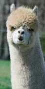 alpacasllamaswoodsedge.com Kiante