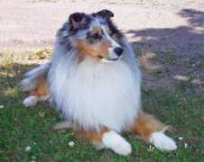 bluvalleyshelties.com Kiaren