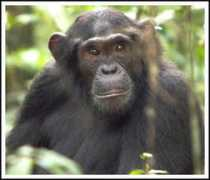 primatewatchsafaris.com Kibale