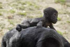 Kibibi