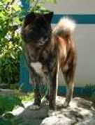 Kibou