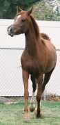 winddanseurarabians.com Kibriya