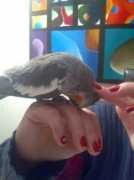 ellizaunderthelemontree.bloog.pl Kichus