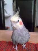 ellizaunderthelemontree.bloog.pl Kichus