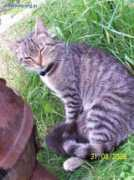 Kicia