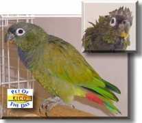 Kico