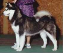 malamute.org Kieana