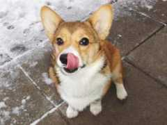 Kieli