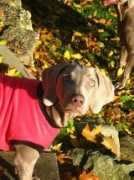 blueridgeweimaraners.com Kietha