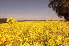 traum-insel-ruegen.de Kiewert