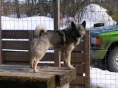 Kiia